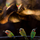 Illustration for article titled The Coolest Images From National Geographic's 2015 Photo Contest
